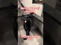 Me vs. Monday morning (Pazartesi sabahı ben) #shorts #funny #cat #viral # me #memes #shortvideo