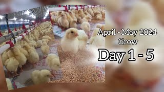 Broiler Chicken | Day 1 to 5 | Super Hot Weather