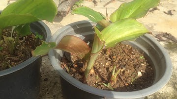 Cach phan biet ngãi đen 0903884952 thầy lộc