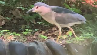 善福寺公園　ゴイサギ