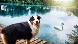 Hundeerziehung / Obedience Training / Australian Shepherd / Dog Trainer / Puppy / Hundetrainer
