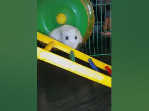 Хомячок - YouTube