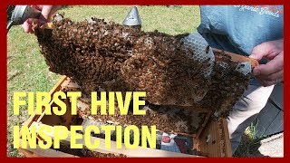 Alabama Bee Girlz & Dad - First Hive Inspection After Package Install
