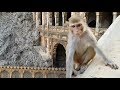 Monkey Temple - India 2018 (7)