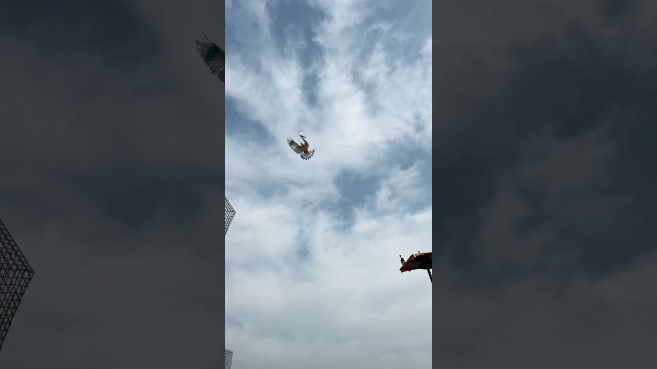 Kabootar Baaz Return 