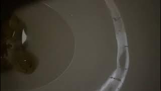 pooping in the school bathroom