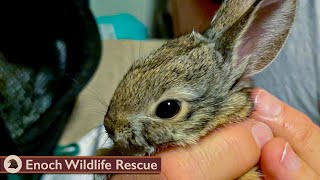 Famous Baby Cottontail Rabbit Raised | Road Trip to Release Net Worth