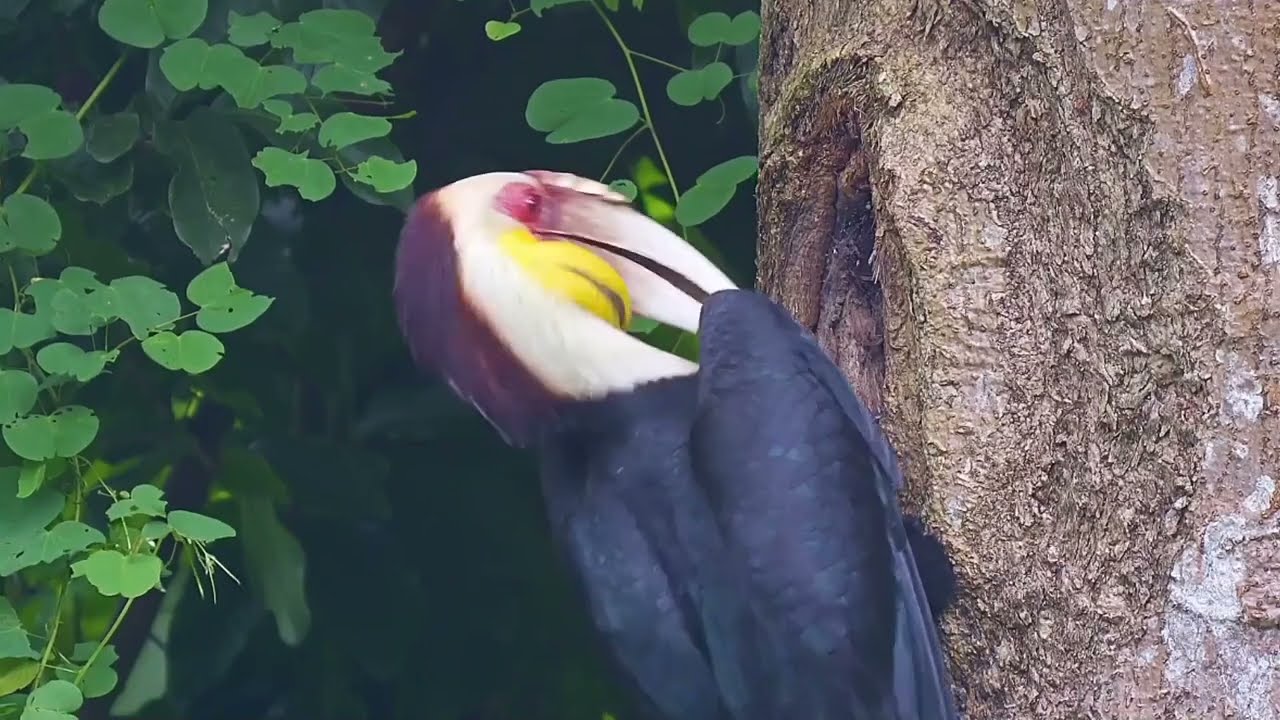 雲南省でシワコブサイチョウの巣立ちを初撮影 - YouTube