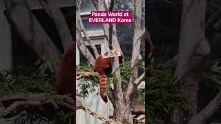 Cute Red Panda at Panda World Everland South Korea #trending #travel #family #fyp #viral #highlights