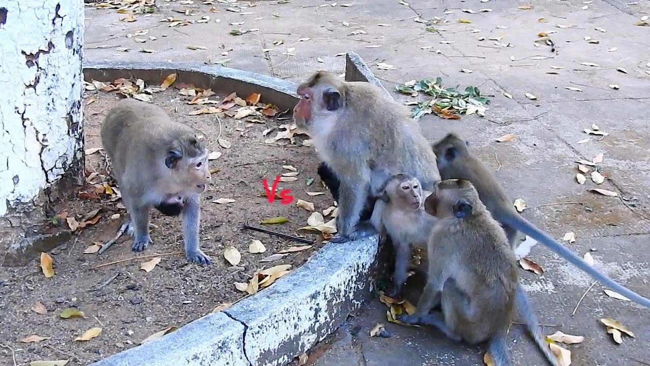 The best leader RANA monkey tries to protect member from RANY attack