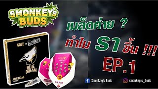 ปลูกเมล็ดกัญชาค่ายนอก รา ขึ้น!!! ( EP1 Smonkey Buds )