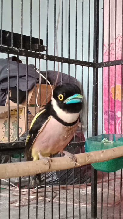 Burung sempur hujan darat jantan yang sudah susah ditemui✔️