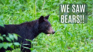 Seeing Bears in Great Smoky Mountains National Park | Gatlinburg | Pigeon Forge