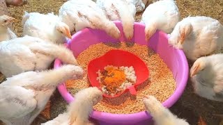21يوم عمر الفراخ البيضة ازى توصل أعلى وزن 3مكونات هتخلى العلف بروتين25% توفير نص العلف وعلاج الاسهال