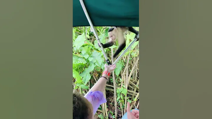 Feeding Monkey in Gamboa Rainforest