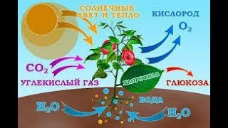 Дыхание растений и животных. Биология 6 класс Дыхание растений и животных. Биология 6 класс