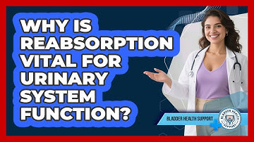 Why Is Reabsorption Vital For Urinary System Function? - Bladder Health Support