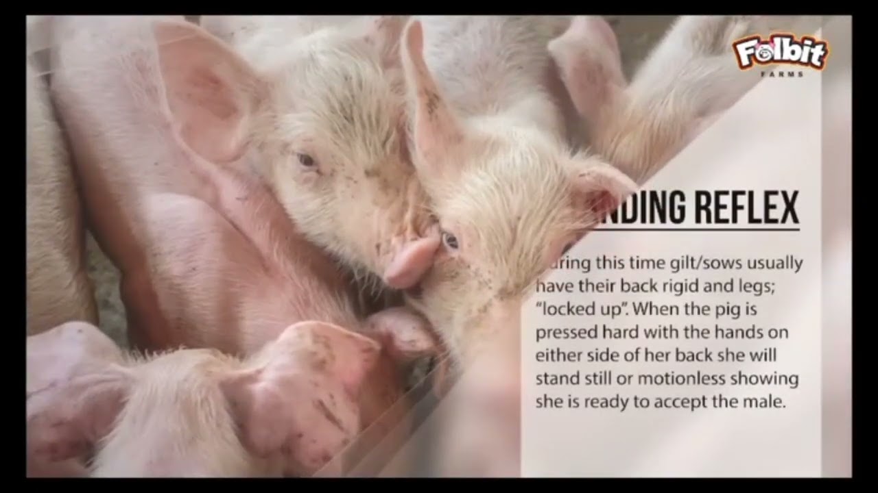 TIPS TO IDENTIFY PIGS ON HEAT 🐷