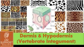 Dermis And Hypodermis - Structure Of Skin - Structure And Functions Of