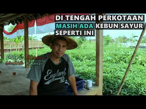 Video: Akan Ada Superpark, Atau Kota Vs Kebun Sayur