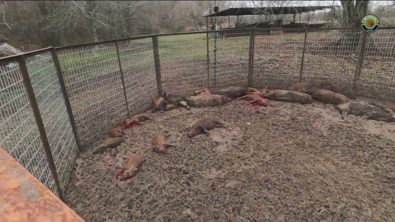 Помощь местному фермеру в уничтожении 32 свиней