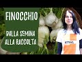 Coltivare FINOCCHI nell'orto