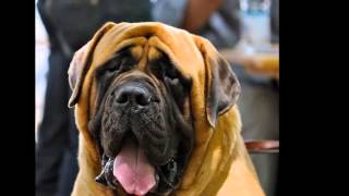 Beautiful photo English Mastiff Beautiful photo English Mastiff