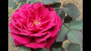 How To Desi Rose Plant Care | Deference In Desi & English Rose (Urdu/Hindi)