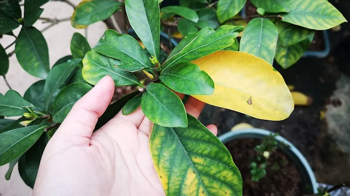 养栀子花，黄叶者十有八九？教你3招，彻底解决黄叶问题！ - 天天要闻
