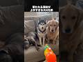 俳優になるべきな演技派すぎる犬 #犬 #いぬ #動物