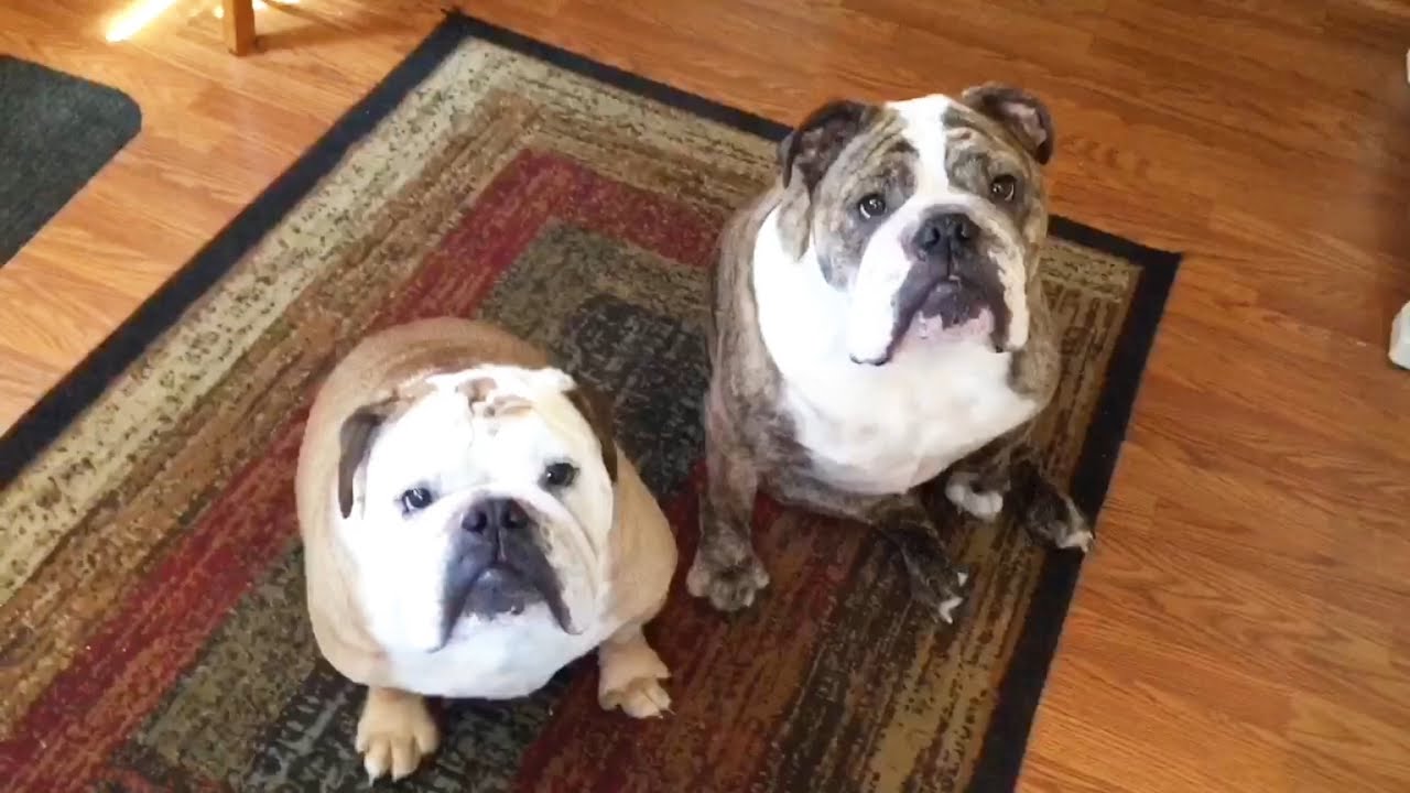 adorable bulldogs