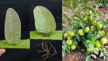 How to grow guava trees from guava leaves - With 100% Success