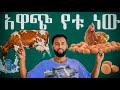 ከወተት ላሞች እና ከዶሮዎች አዋጭ የቱ ነው ሙሉ መረጃ 