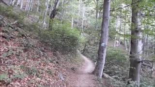 Relaxing video - walking through a forest