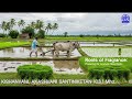ROOTS OF FRAGRANCE PREPARING FOR AROMATIC RICE FIELD