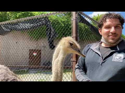 Home Safari - Ostrich - Cincinnati Zoo