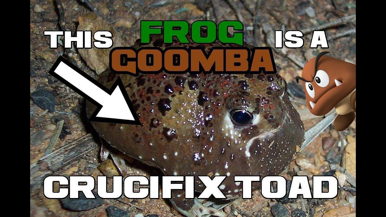 Crucifix Toad Facts - An Actual Goomba - Animal a Day