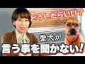 【愛犬ママの心理学】○○○をやめれば愛犬は言う事を聞くようになる