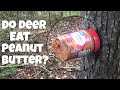 Does Peanut Butter Attract Deer?