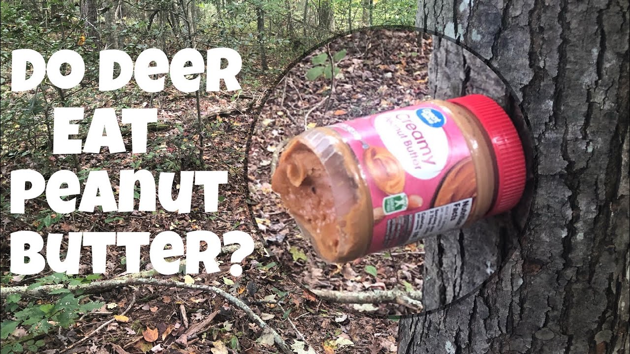 How Far Can Deer Smell Peanut Butter 