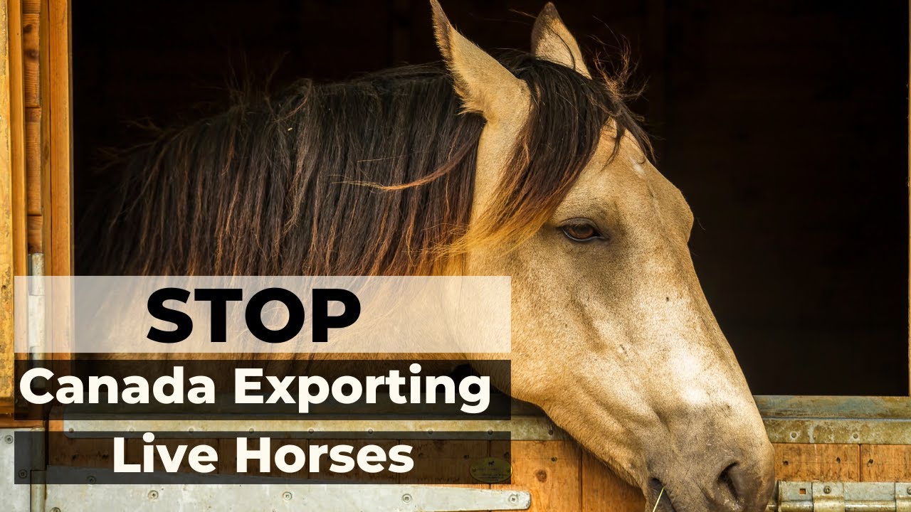 Stop Exporting Live Horses for Slaughter YouTube