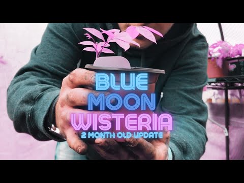Video: Wisteria Macrostachia 