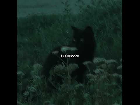 Pinterest Core Myself Love Spooky Halloween Halloweentown Fall Cats 