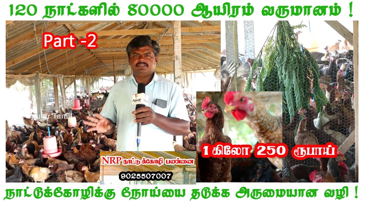 120 நாட்களில் 80000 ஆயிரம் வருமானம் ஈட்டும் விவசாயி! நாட்டுக்கோழி 1கிலோ 250 ரூபாய்க்கு விற்பனை !