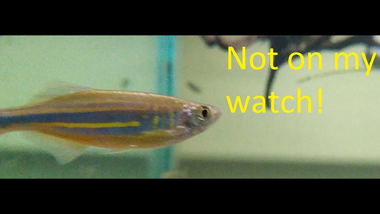 Rustling in the reeds, Giant Danios caught in the Act