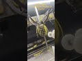 Automatic Pineapple Peeler & CorerOne-step peel & core removal, intact pulp & low waste