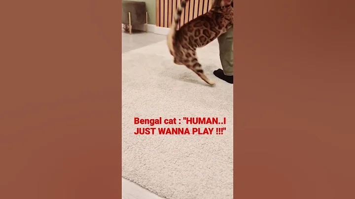 Video 2163951: bengalcat cat pet, bengalcat cat funny, pets attack
