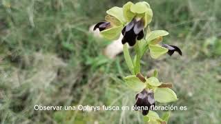 Ophrys fusca en su hábitat #orquideas #ophrys #orquídeas #orchid #nature