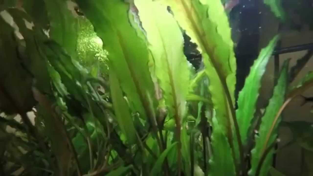 camera iphone 8 plus apk 20 Gallon Rasbora fish tank