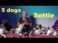 Teach dogs to be calm together- clicker dog training tricks Teach dogs to be calm together- clicker dog training tricks